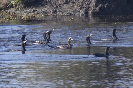 Censo Neotropical de Aves Acuáticas (julio 2025)