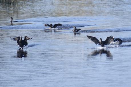 Censo Neotropical de Aves Acuáticas (julio 2025)