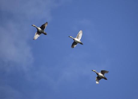 Censo Neotropical de Aves Acuáticas (julio 2025)