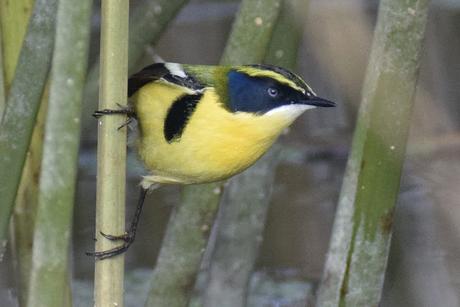 Censo Neotropical de Aves Acuáticas (julio 2025)