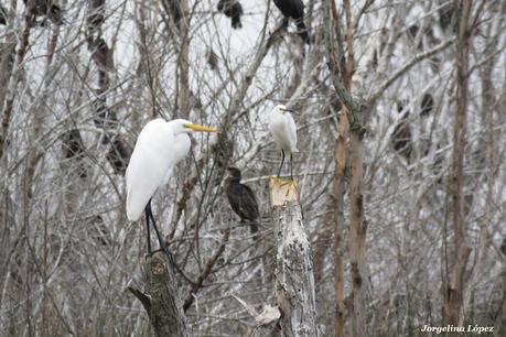 Censo Neotropical de Aves Acuáticas (julio 2025)