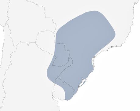 Pecho amarillo grande (Pseudoleistes guirahuro)