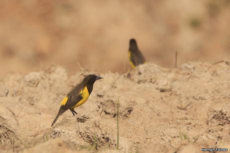 Pecho amarillo grande (Pseudoleistes guirahuro)