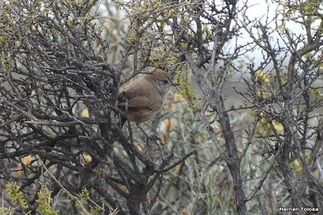 Faro Belén (noviembre 2024)
