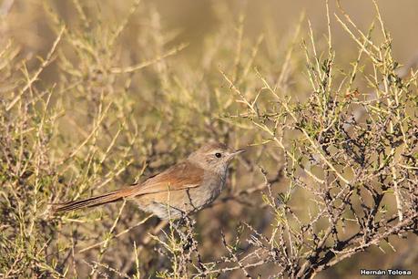 Faro Belén (noviembre 2024)