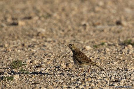 Cachirla uña corta (Anthus furcatus)