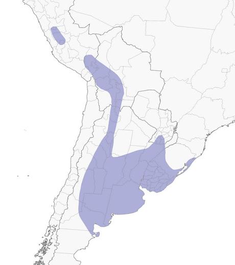 Cachirla uña corta (Anthus furcatus)