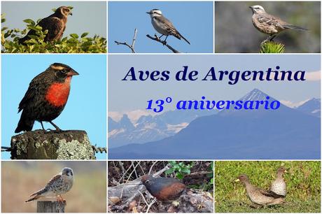 Aves de Argentina - 13° aniversario Aves de Argentina - 13° aniversario