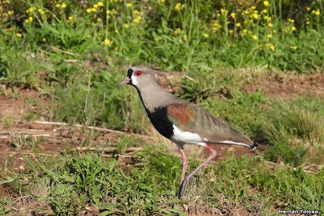 Un día en Lihué Calel