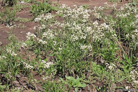 Un día en Lihué Calel