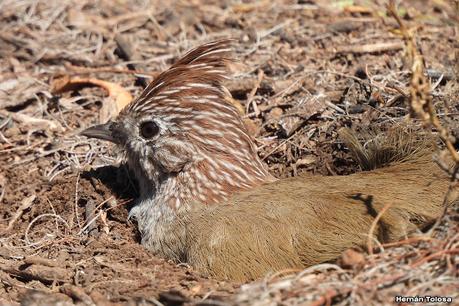 Un día en Lihué Calel