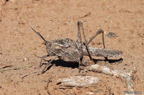 Un día en Lihué Calel