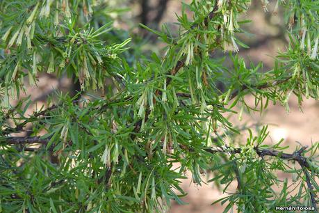 Un día en Lihué Calel