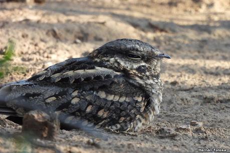 Un día en Lihué Calel