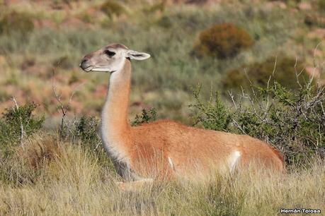 Un día en Lihué Calel