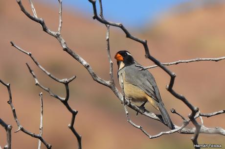 Un día en Lihué Calel