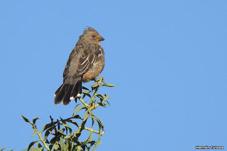 Un día en Lihué Calel