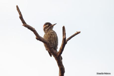 Un día en Lihué Calel