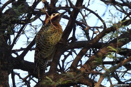 Un día en Lihué Calel