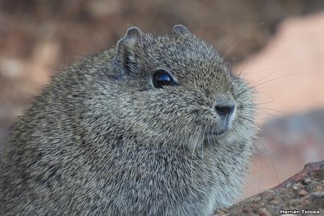 Un día en Lihué Calel