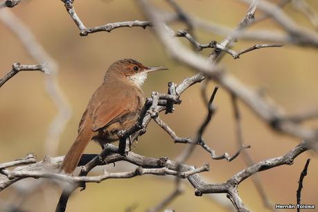 Un día en Lihué Calel