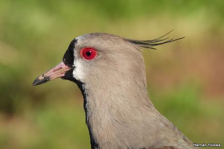 Un día en Lihué Calel
