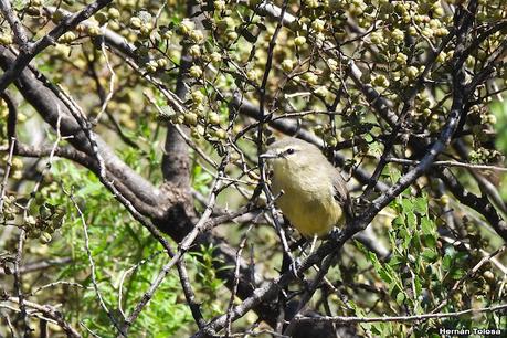 Un día en Lihué Calel