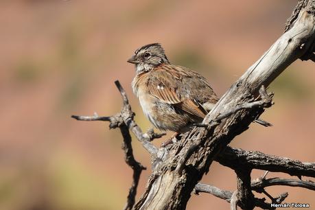 Un día en Lihué Calel