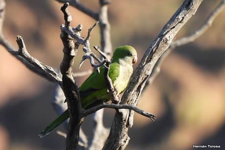 Un día en Lihué Calel