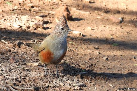 Un día en Lihué Calel