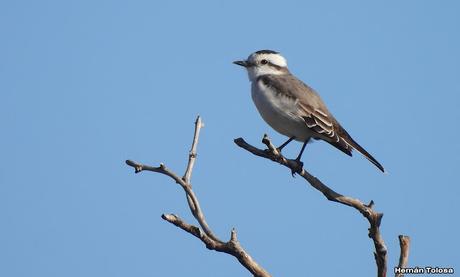 Un día en Lihué Calel