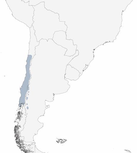 Tenca (Mimus thenca)