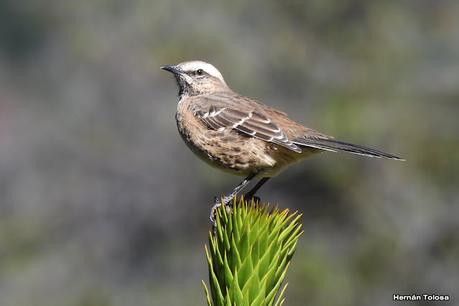 Tenca (Mimus thenca)