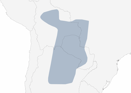 Trepador gigante  (Xiphocolaptes major)