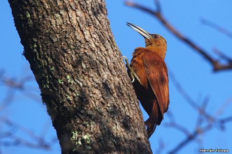 Trepador gigante  (Xiphocolaptes major)