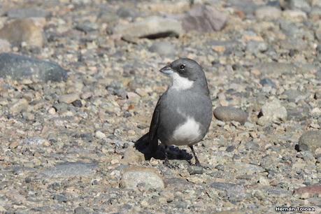 Por el Collón Curá