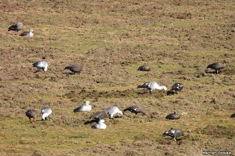 Por el Collón Curá