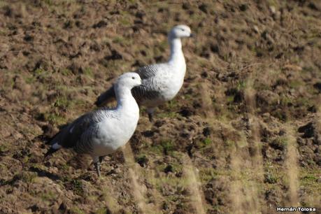 Por el Collón Curá