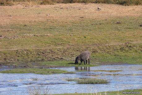 Por el Collón Curá