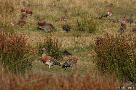 San Martin de los Andes (otoño 2025)