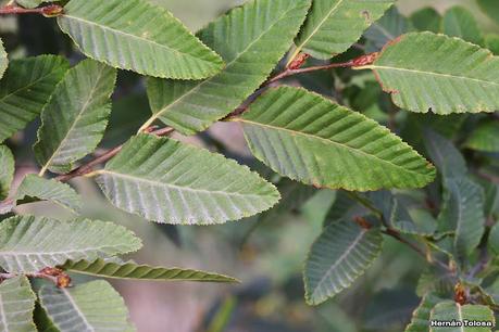 San Martin de los Andes (otoño 2025)