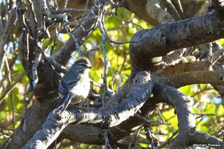 San Martin de los Andes (otoño 2025)