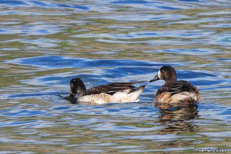 San Martin de los Andes (otoño 2025)