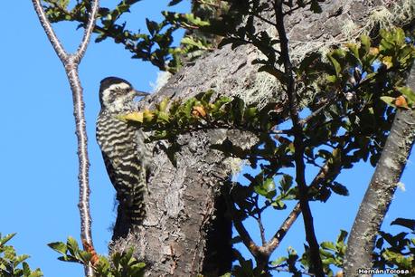 San Martin de los Andes (otoño 2025)