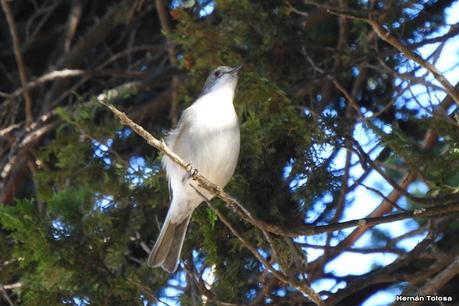 San Martin de los Andes (otoño 2025)