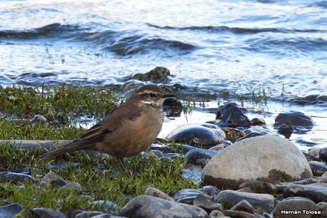 San Martin de los Andes (otoño 2025)
