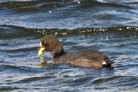 San Martin de los Andes (otoño 2025)