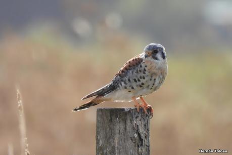 San Martin de los Andes (otoño 2025)