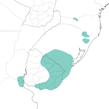 Pajonalera pico recto (Limnoctites rectirostris)