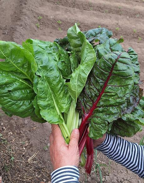 Tartaletas de hojaldre rellenas de acelgas y queso roquefort